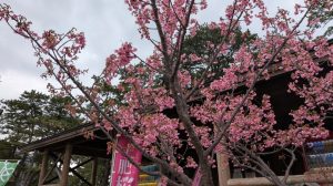 伊豆市観光協会からの情報です。（1月7時点） 画像は松原公園にある土肥観光案内所入り口の土肥桜です。